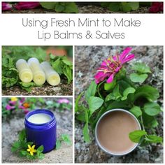 10 Things to Make With Mint - Mint is an easy to grow herb that cools and relieves pain. It can help ease stomachache, indigestion, headache, nausea and sore muscles. If you've ever grown mint in your garden, you're probably well aware of just how rapidly it spreads! Today, I'm sharing ten ways that you can use up an abundance of mint to make things that are both fun and practical. While peppermint and spearmint are most commonly used, if you have other types of mint such as orange, pineapple or Using Fresh Mint, Balms And Salves, Recipes Learn, Herbal Salves, Lip Balm Recipes, Homemade Cosmetics, Living Simply