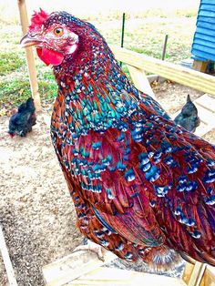 a colorful rooster standing on top of a wooden bench next to two chickens in a yard