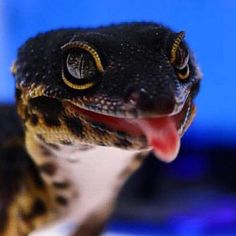 a close up of a small lizard with its mouth open and tongue out, looking at the camera