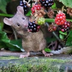 a mouse with berries on it's head standing in front of some green leaves