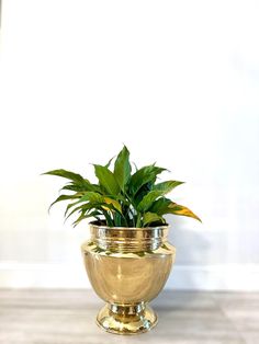 a potted plant sitting on top of a gold plated vase filled with water