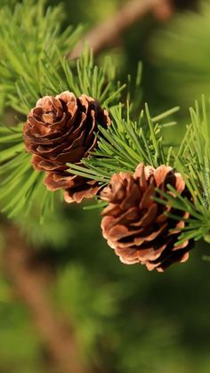 two pine cones hanging from a tree branch