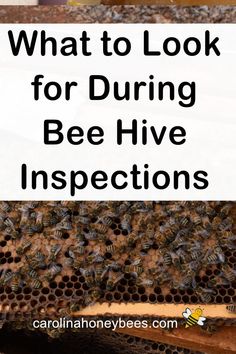 the beehive with text overlay that says what to look for during bee hive inspection