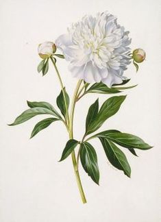 an illustration of a white flower with green leaves