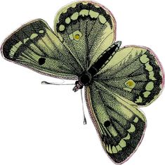 a green and black butterfly flying in the air with its wings spread out to look like it