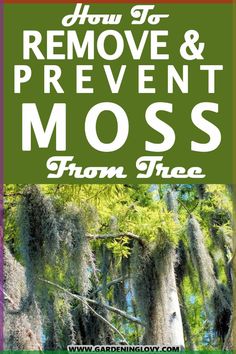 moss growing on trees with the words how to remove and prevent moss from tree limbs