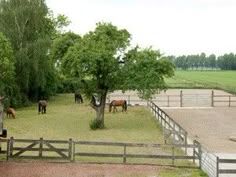 several horses grazing in an enclosed area with fenced in areas and trees on either side