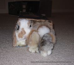 a rabbit in a paper bag on the floor