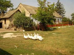 four geese walking in the grass near a house