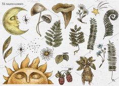 watercolor and ink drawings of plants, mushrooms, and other items from the moon