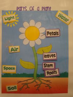 the parts of a plant displayed on a bulletin board with words in english and spanish