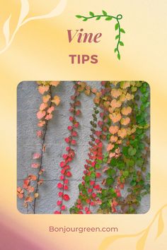 Vine tips Best Vines To Grow On House, Invasive Vines, Plants With Long Vines, Purple Vine Plant, Fast Growing Flowering Vines