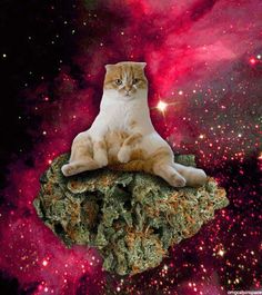 a cat sitting on top of a rock in the middle of space