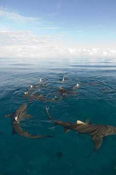 a group of sharks swimming in the ocean