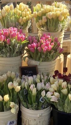 tulips in buckets for sale at an outdoor market