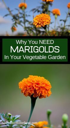 an orange flower with the words why you need margiods in your vegetable garden