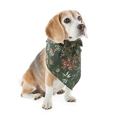 a beagle dog wearing a green floral bandana