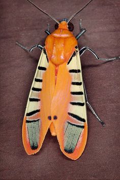 a large orange and black insect with stripes on it's wings, sitting on a brown surface