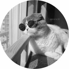 a cat wearing sunglasses sitting on top of a window sill