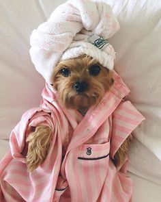 a small dog is wrapped in a towel and wearing a bathrobe on top of it's head