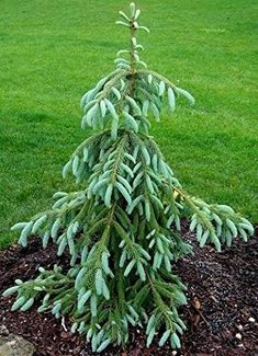 a small pine tree is in the middle of some mulch