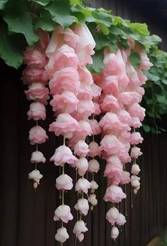 pink and white flowers hanging from the side of a wooden building with green leaves on it