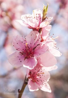 pink flowers are blooming on a tree branch