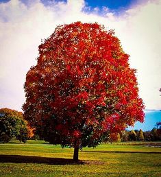 a large tree with red leaves in the middle of a grassy field under a cloudy blue sky