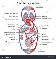 the circulator system labeled in red and blue, with labels on each side