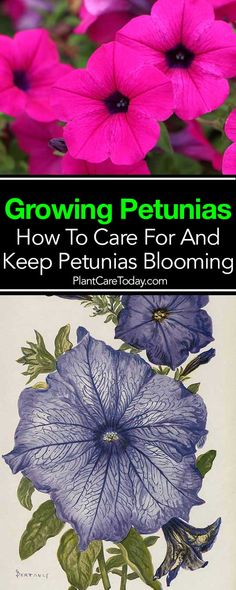 purple petunias with the title growing petunias how to care for and keep petunias blooming