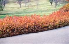 the road is lined with bushes and trees