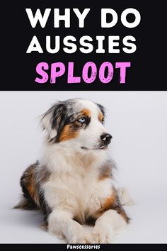 a dog is sitting down with the words why do aussies sploot?