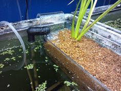 an aquarium filled with water and plants next to a blue container full of algaes