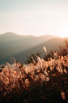 the sun shines brightly on some tall grass