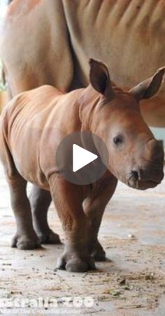 a baby rhino standing next to an adult rhino