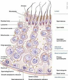 the structure of an animal cell