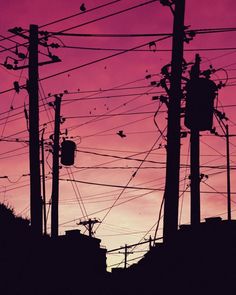 the silhouette of power lines and telephone poles against a pink sky with birds flying overhead