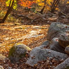 a stream running through a forest filled with lots of rocks and leaves on the ground