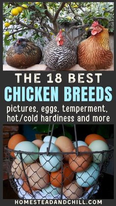 Looking for best type of chicken for your backyard flock? Come see this list of the best 18 chicken breeds, including chickens that lay colorful eggs, the most friendly chicken breeds for families and kids, chickens that are exceptionally heat-tolerant or cold-hardy, pretty and unique chicken breeds with fluffy heads and feathered feet, and more. Photos of each breed included, plus baby chick pictures! Chicken Coops Next To Gardens, Types Of Hens Backyard Chickens, Breeds Of Chickens And Eggs, Kinds Of Chickens Hens, Backyard Chicken Must Haves, Breed Of Chickens, Different Chicken Breeds, Best Chickens For Beginners, Fancy Chicken Breeds