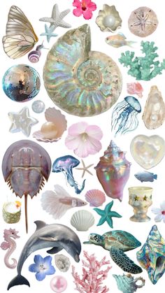 various sea animals and shells on a white background