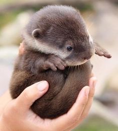 someone is holding a baby otter in their hand and the caption reads, i am sorry