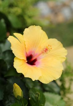 a bright yellow flower with red center surrounded by green leaves