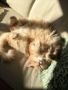 a fluffy cat laying on its back on a couch with it's eyes closed