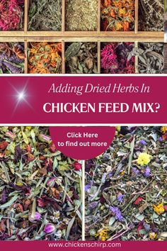 a pile of dried herbs with the words adding dried herbs in chicken feed mix? click here to find out more