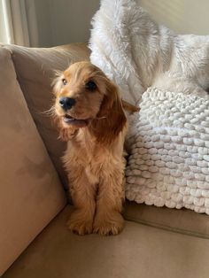 a brown dog sitting on top of a couch next to a white blanket and pillow