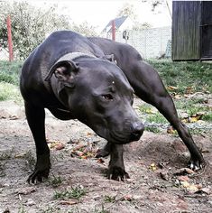 a large black dog standing on top of a dirt field