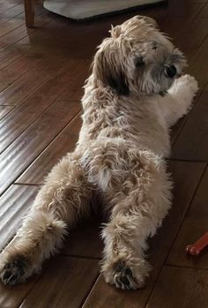 a dog is laying on the floor with his paw up