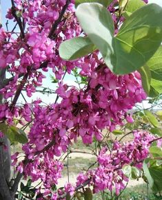 purple flowers blooming on the branches of a tree