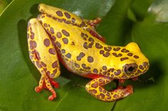 a yellow and brown frog sitting on top of a green leaf covered in red spots