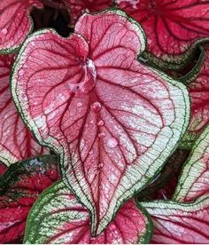 pink and green leaves with water droplets on them